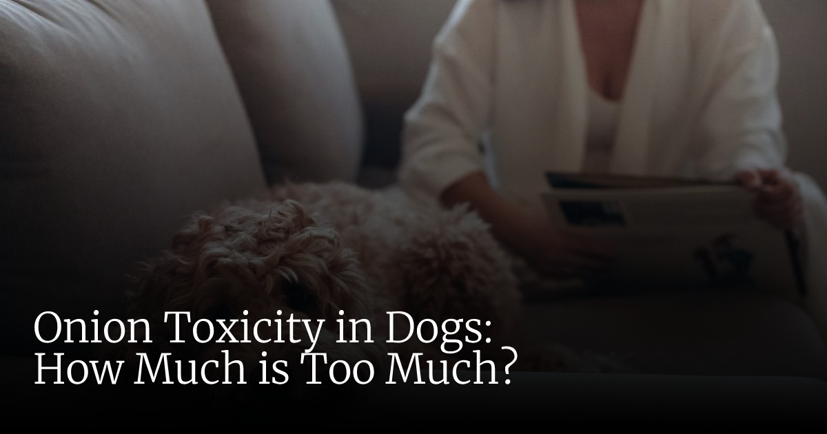 Dog Ate Onion? Spotting Symptoms & When to Call the Vet