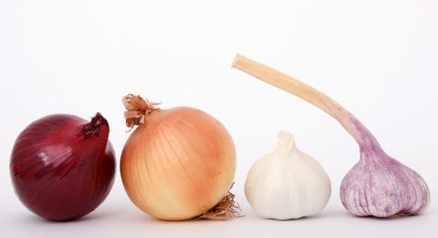 How Much Onion is Toxic to Your Dog? Emergency Vet Guide